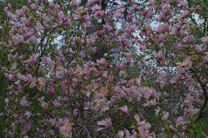 DSCF9696.JPG
