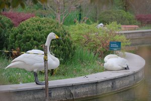 DSCF9707.JPG