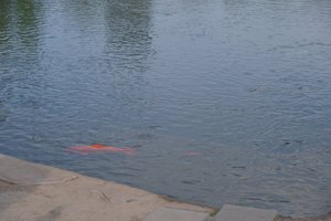 DSCF9761.JPG