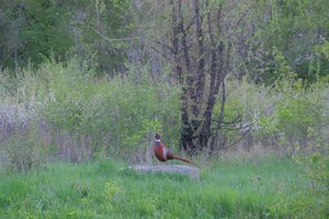 DSCF9779.JPG