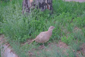 DSCF9780.JPG